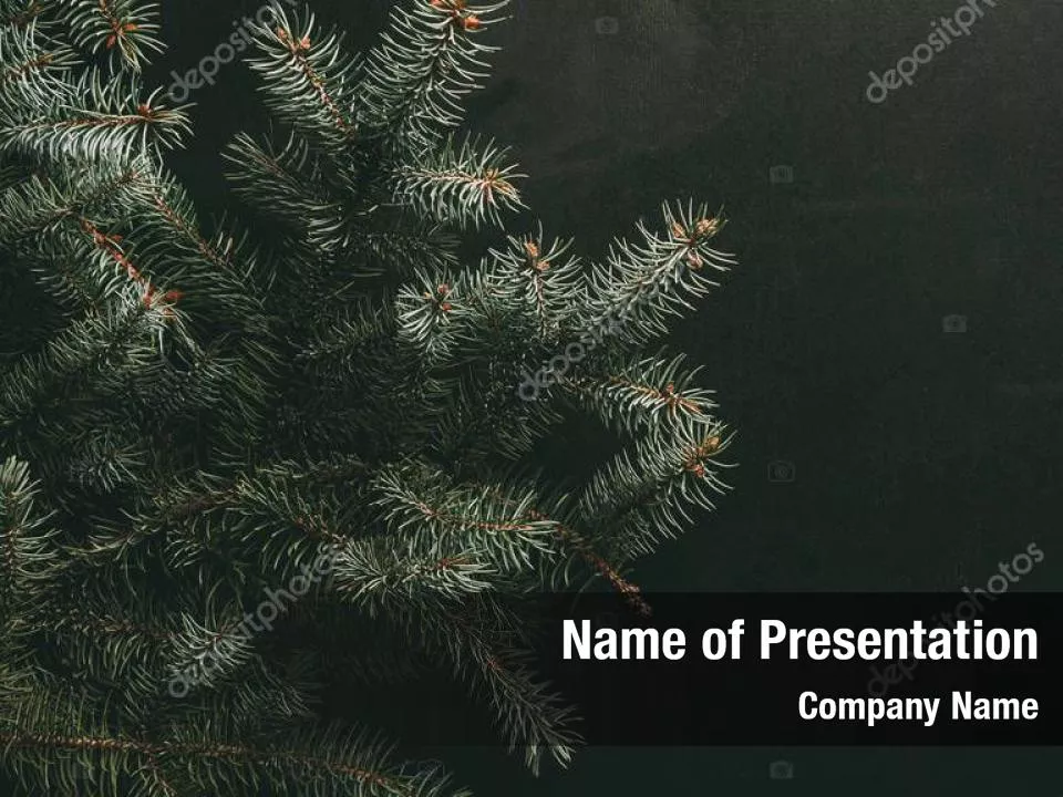 Christmas Fir Branches