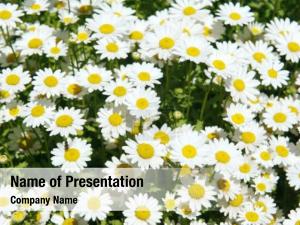 Spring Chamomiles PowerPoint Template