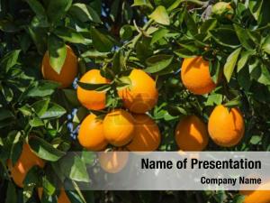 Orange Tree PowerPoint Template