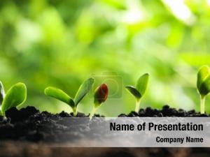Sapling PowerPoint Template