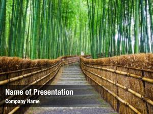 Forest, path bamboo arashiyama, kyoto,