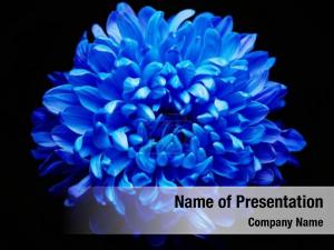 Flower PowerPoint Template