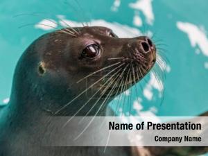 Sea Lion PowerPoint Template