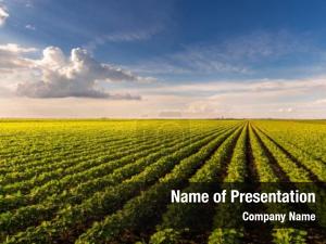 Cultivated Field PowerPoint Template