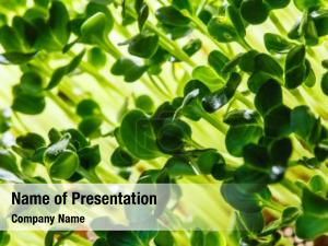 Sprouts Background PowerPoint Template