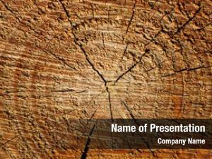 Growth Rings PowerPoint Template