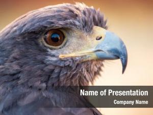 Golden Eagle PowerPoint Template