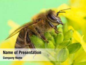 Flower honey bee  