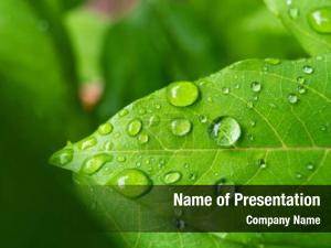 Wet Green Leaf PowerPoint Template