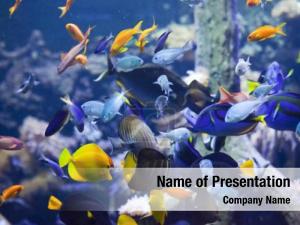 Coral Reef Fishing
