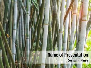 Bamboo bamboo branch forest beautiful