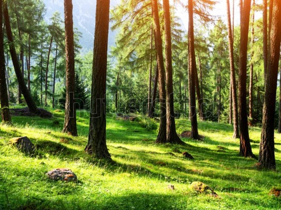 Evergreen beautiful summer forest pine PowerPoint Template - Evergreen  beautiful summer forest pine PowerPoint Background