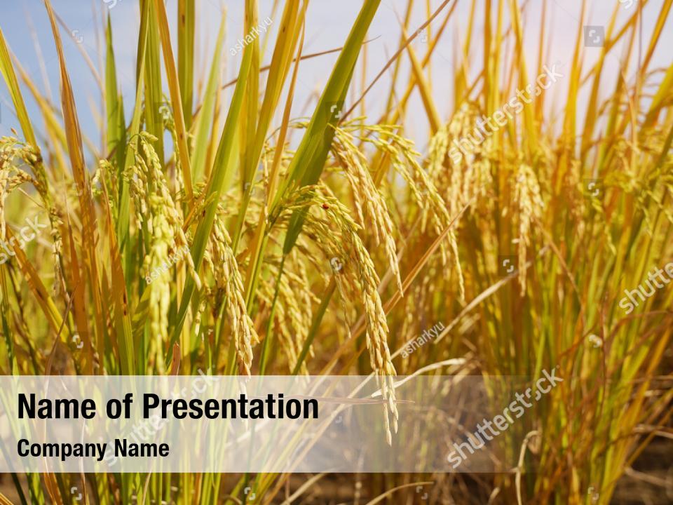 Rice rice field paddy green PowerPoint Template - Rice rice field paddy  green PowerPoint Background