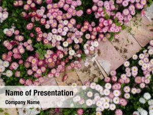 Blooming Earth Concept