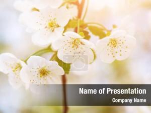 Spring Bloom PowerPoint Template
