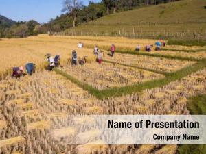 Field Harvesting PowerPoint Template