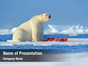 Sea Bear PowerPoint Template