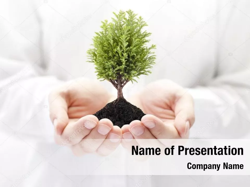 Hands Holding a Bonsai Plant