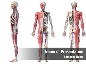 Human Anatomy