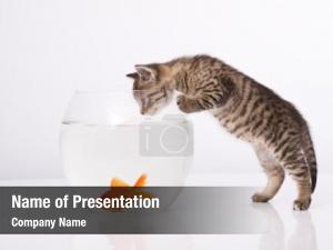Fish and Cat PowerPoint Template