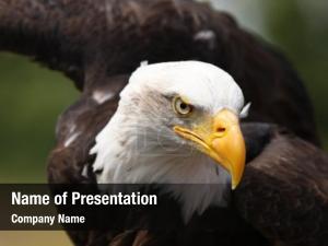 Bald Eagle PowerPoint Template
