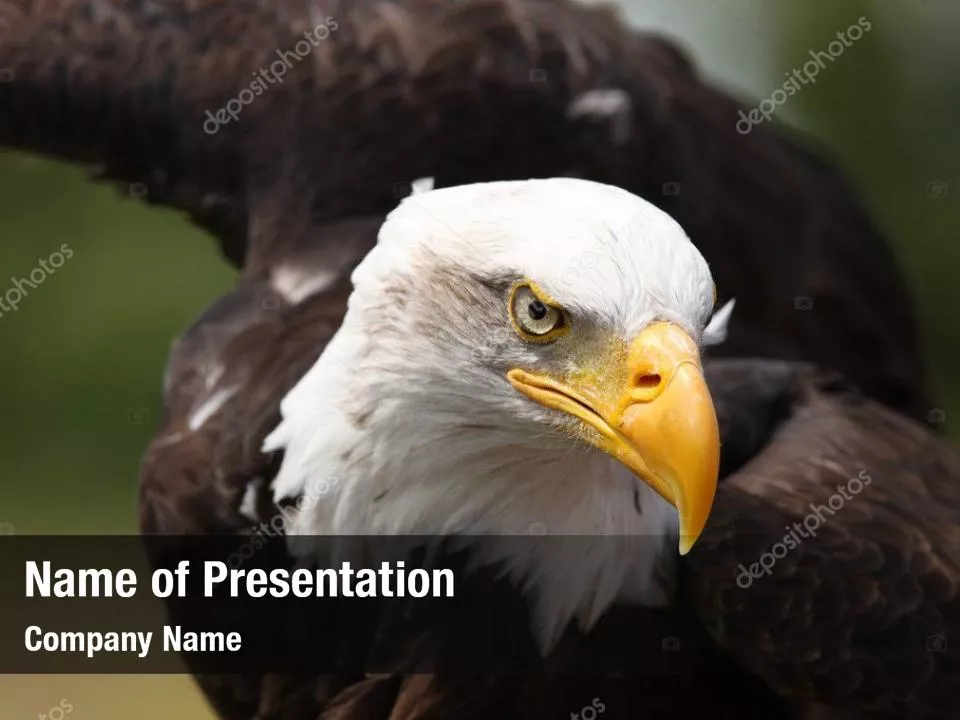 Bald Eagle