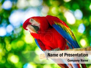 Parrot