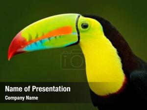 Toucan PowerPoint Template