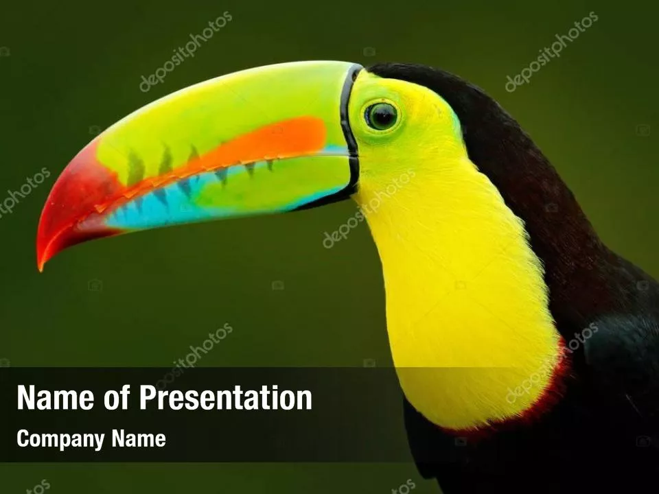 Toucan