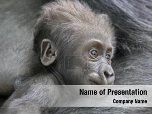 Baby Ape PowerPoint Template