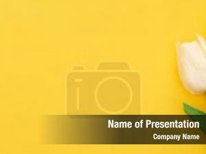 Tulip On A Yellow PowerPoint Template