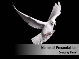 Soaring Dove PowerPoint Template