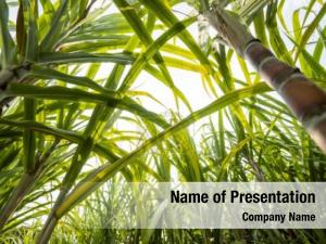 Sugar Cane PowerPoint Template