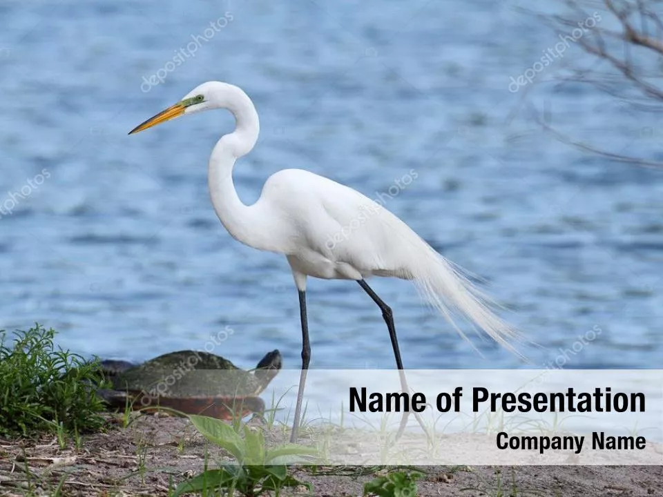 Egret