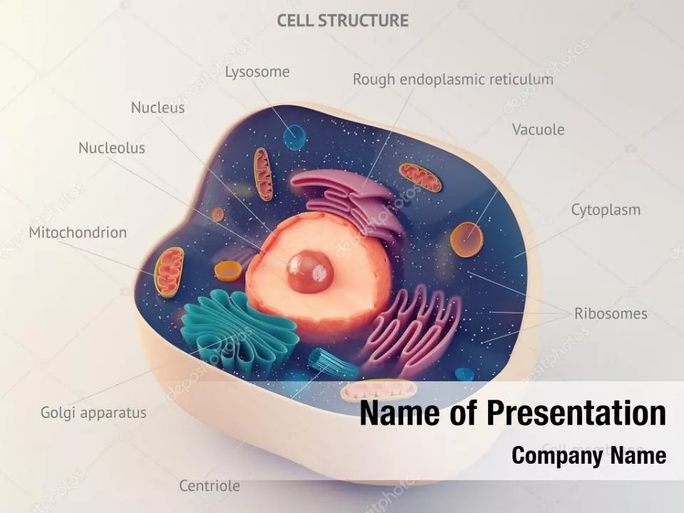 Animal Cell Cut Away