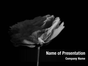 Gray Petals PowerPoint Template