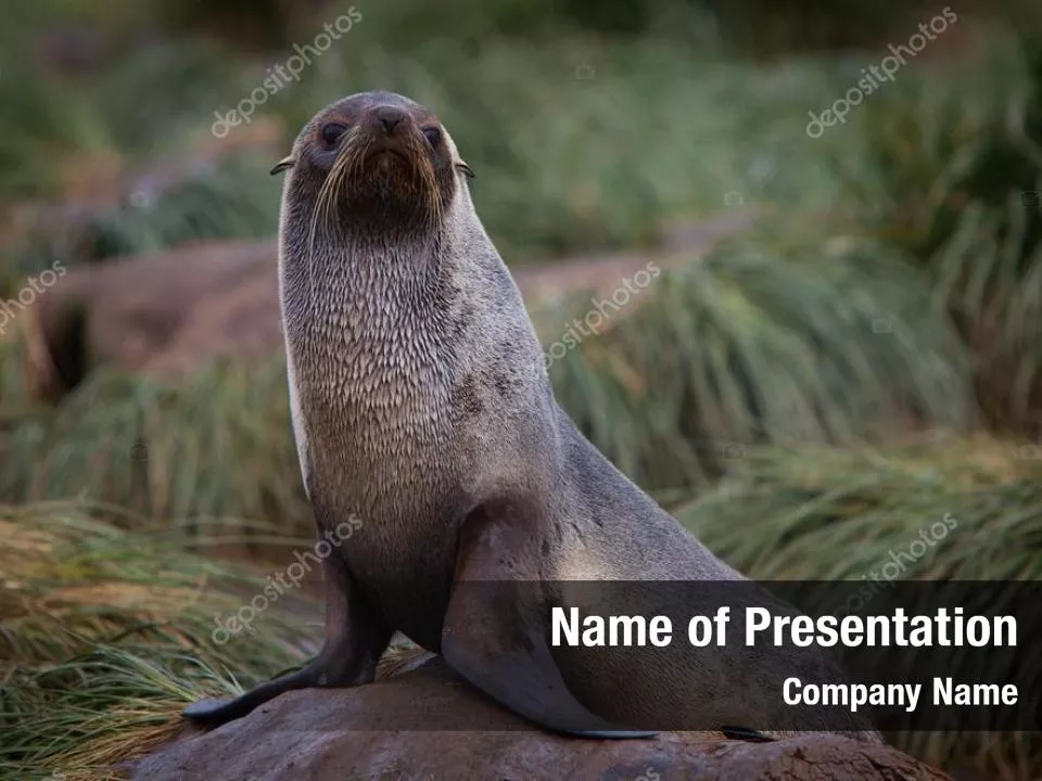 Fur Seal