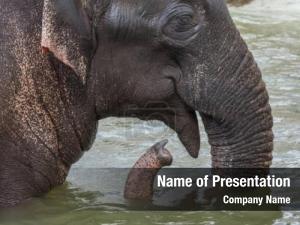 Indian Elephant PowerPoint Template