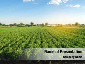 Field Agronomy PowerPoint Template