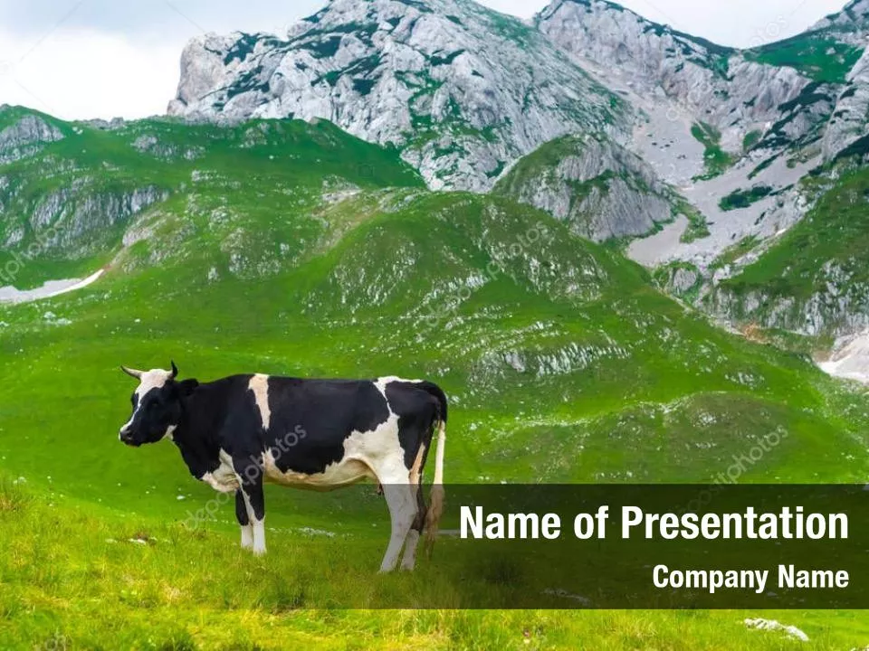 Cow On The Nature