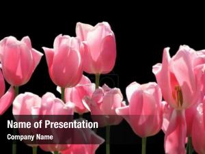 Light Pink Colored Tulips PowerPoint Template