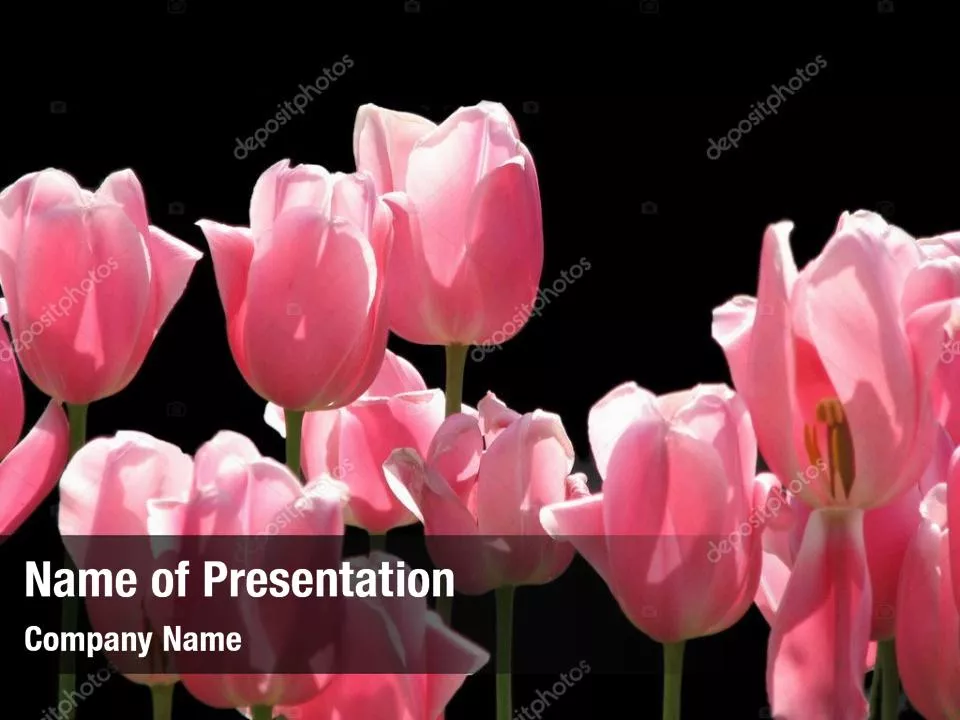 Light Pink Colored Tulips