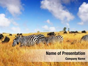 Zebra In Yellow Savannah PowerPoint Template