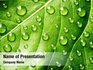 Water Drops on Leaf PowerPoint Template