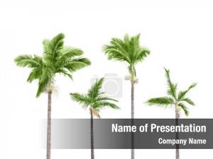Palm Trees