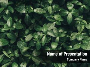 Leaves PowerPoint Template
