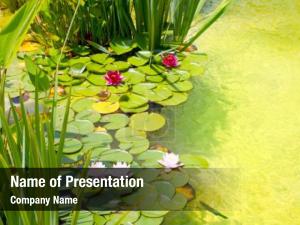 Nenuphar PowerPoint Template