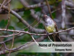 Bird in Woods Free PowerPoint Template