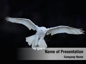 White Owl PowerPoint Template