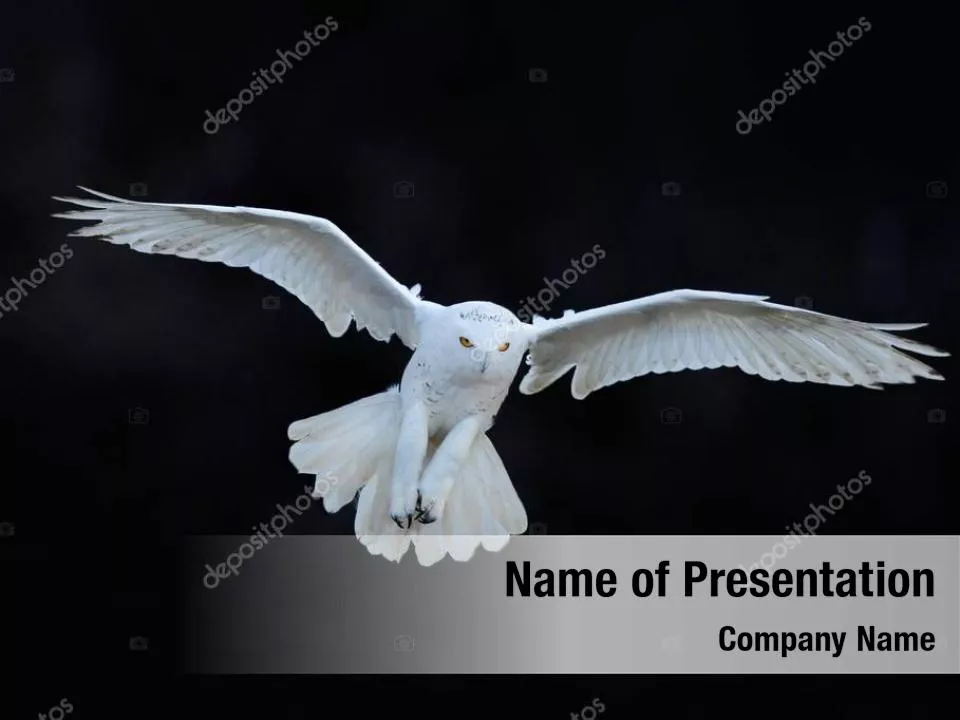White Owl